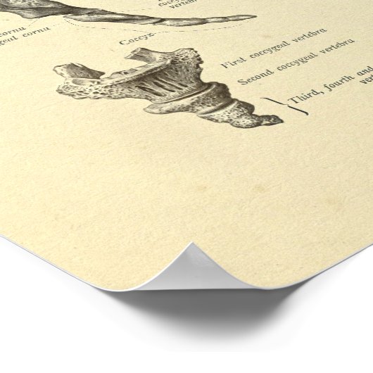 Poster Sacrum Coccyx Anatomie Sine Bones Imprimer (Coin)