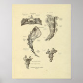 Poster Sacrum Coccyx Anatomie Sine Bones Imprimer (Devant)