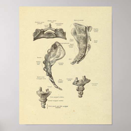 Poster Sacrum Coccyx Anatomie Sine Bones Imprimer (Devant)
