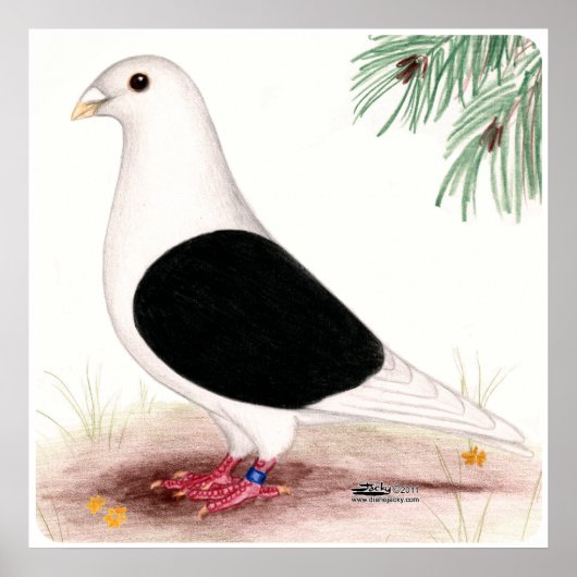 Poster Saddle Homer Pigeon (Devant)