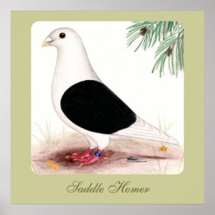 Poster Saddle Homer Pigeon