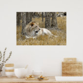 Poster Safari - Lion (Cuisine)