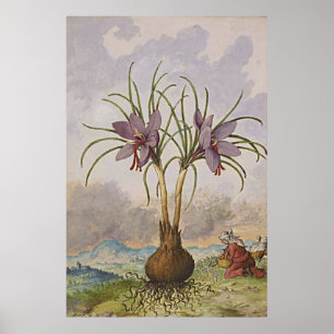 Poster Safran botanique antique d'art