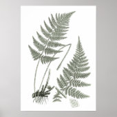 Poster Sage Green Fern imprimer n° 10 Botanical Wall Art (Devant)