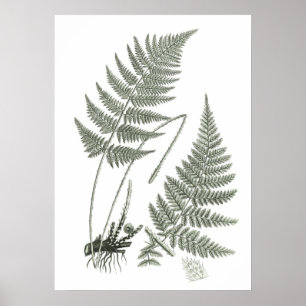 Poster Sage Green Fern imprimer n° 10 Botanical Wall Art