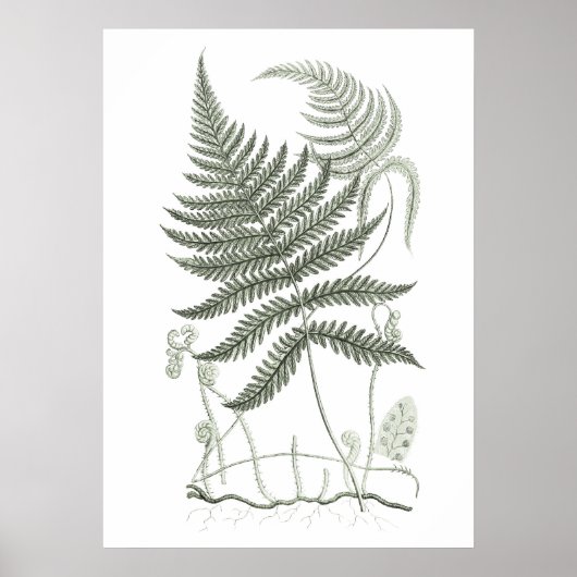 Poster Sage Green Fern Imprimer no 9 Botanique Wall Art (Devant)