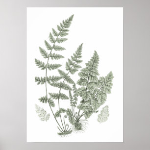 Poster Sage Green Wall Art Fern Imprimer n° 11 Home Décor