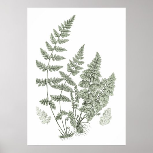 Poster Sage Green Wall Art Fern Imprimer n° 11 Home Décor (Devant)