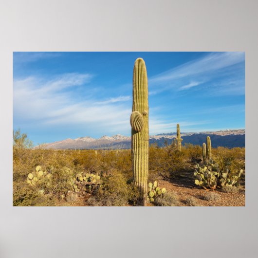 Poster Saguaro (Devant)