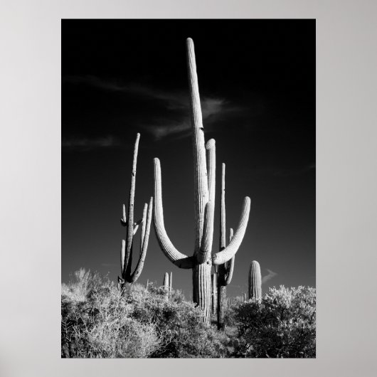 Poster Saguaro Cactus (Devant)