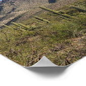 Poster Saguaro Cactus and Catalina Mountains, Tucson AZ (Coin)