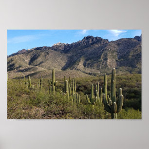 Poster Saguaro Cactus and Catalina Mountains, Tucson AZ