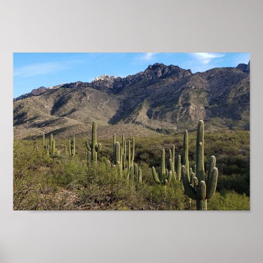 Poster Saguaro Cactus and Catalina Mountains, Tucson AZ (Devant)