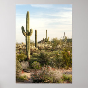 Poster Saguaro Cactus, Arizona,USA