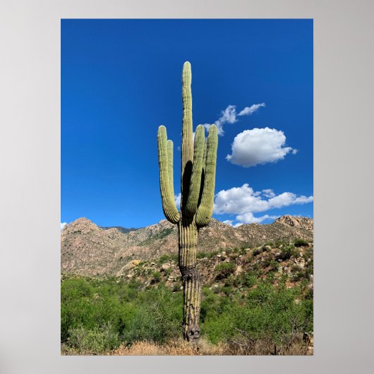 Poster Saguaro Cactus Blue Skies Arizona Photo (Devant)