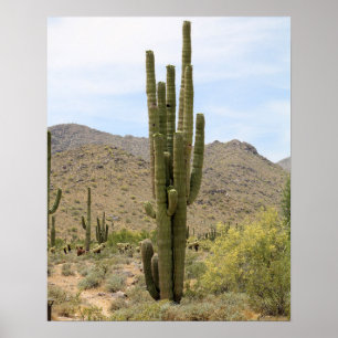 Poster Saguaro Cactus dans le désert de l'Arizona Couleur