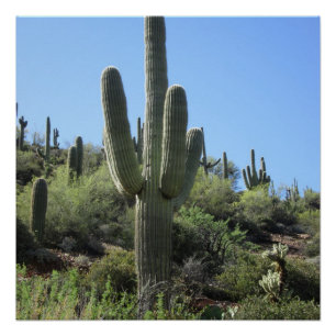 Poster Saguaro du désert