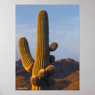 Poster Saguaro du désert éclairé