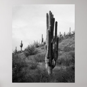 Poster Saguaro noir et blanc épais Cactus 16x20