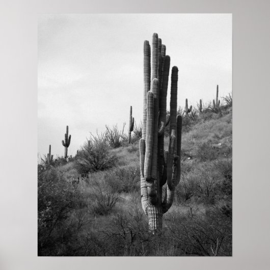 Poster Saguaro noir et blanc épais Cactus 16x20 (Devant)