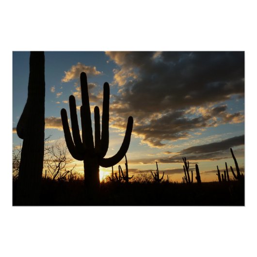 Poster Saguaro Sunset II Arizona (Devant)