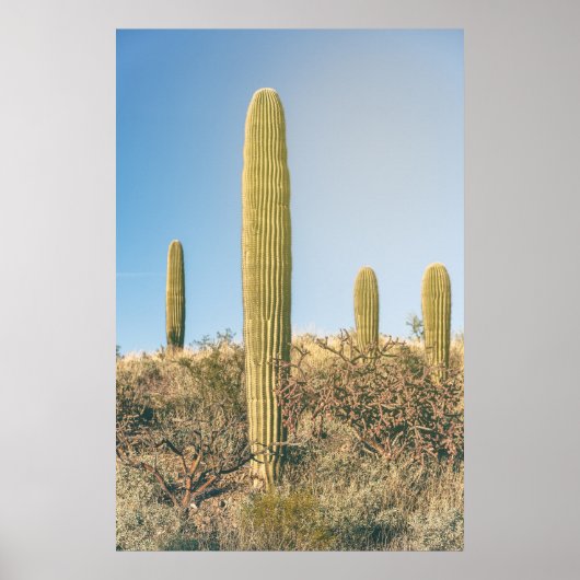 Poster Saguaros (Devant)