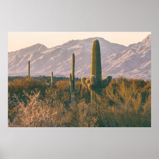 Poster Saguaros (Devant)