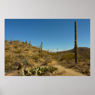 Poster Saguaro's Carillo Trail in Saguaro National Park