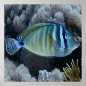 Poster Sailfin Tang (Devant)