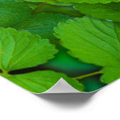 Poster Saint Basil Tulsi Green Mint Feuilles (Coin)