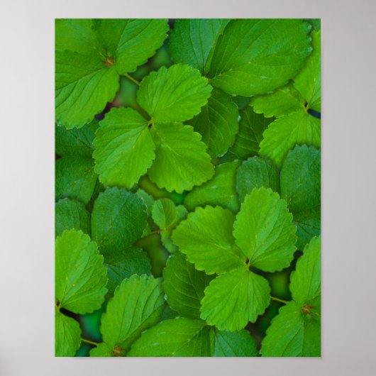 Poster Saint Basil Tulsi Green Mint Feuilles (Devant)