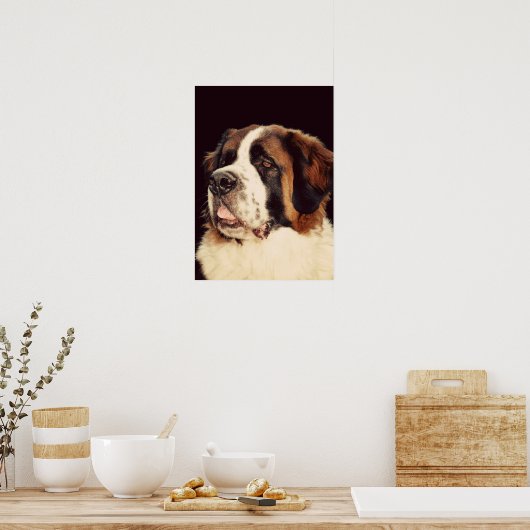 Poster Saint Bernard (Cuisine)