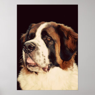 Poster Saint Bernard
