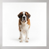 Poster Saint Bernard Art (Devant)