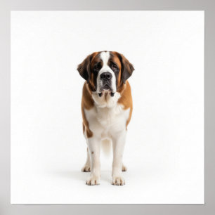 Poster Saint Bernard Art