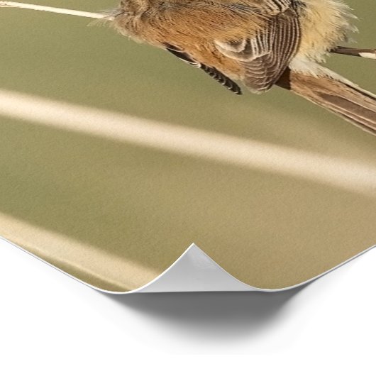 Poster Saint François d'Assise Prière avec Oiseau (Coin)