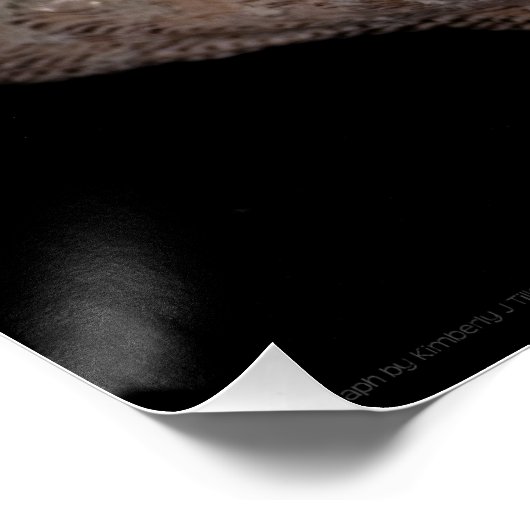 Poster Saint Jacques 3236 (Coin)