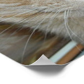 Poster Saint Patrick's Day Orange Tabby Cat (Coin)