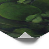 Poster Saison Avocado 2011 (Coin)