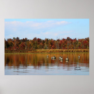 Poster Saison de canard