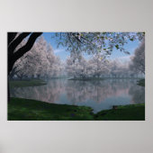 Poster Sakura (Devant)