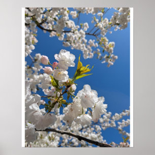 Poster Sakura Blanche H.G.