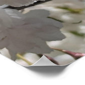 Poster Sakura Blanche H.G. (Coin)