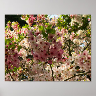 Poster Sakura Cherry Blossom #3