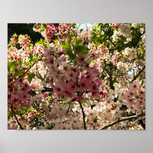 Poster Sakura Cherry Blossom #3 (Devant)