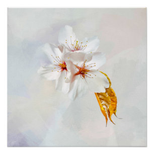 Poster Sakura - Fleur de cerisier japonaise