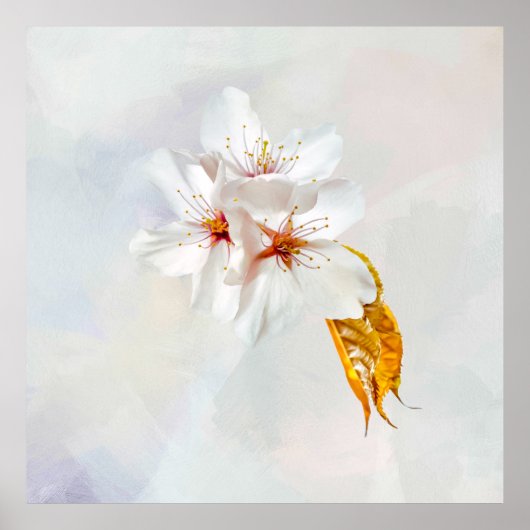 Poster Sakura - Fleur de cerisier japonaise (Devant)