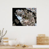 Poster Sakura (fleurs de cerisiers) (Cuisine)