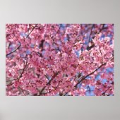 Poster Sakura Pink Cherry Blossom Sky (Devant)