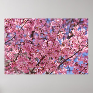 Poster Sakura Pink Cherry Blossom Sky